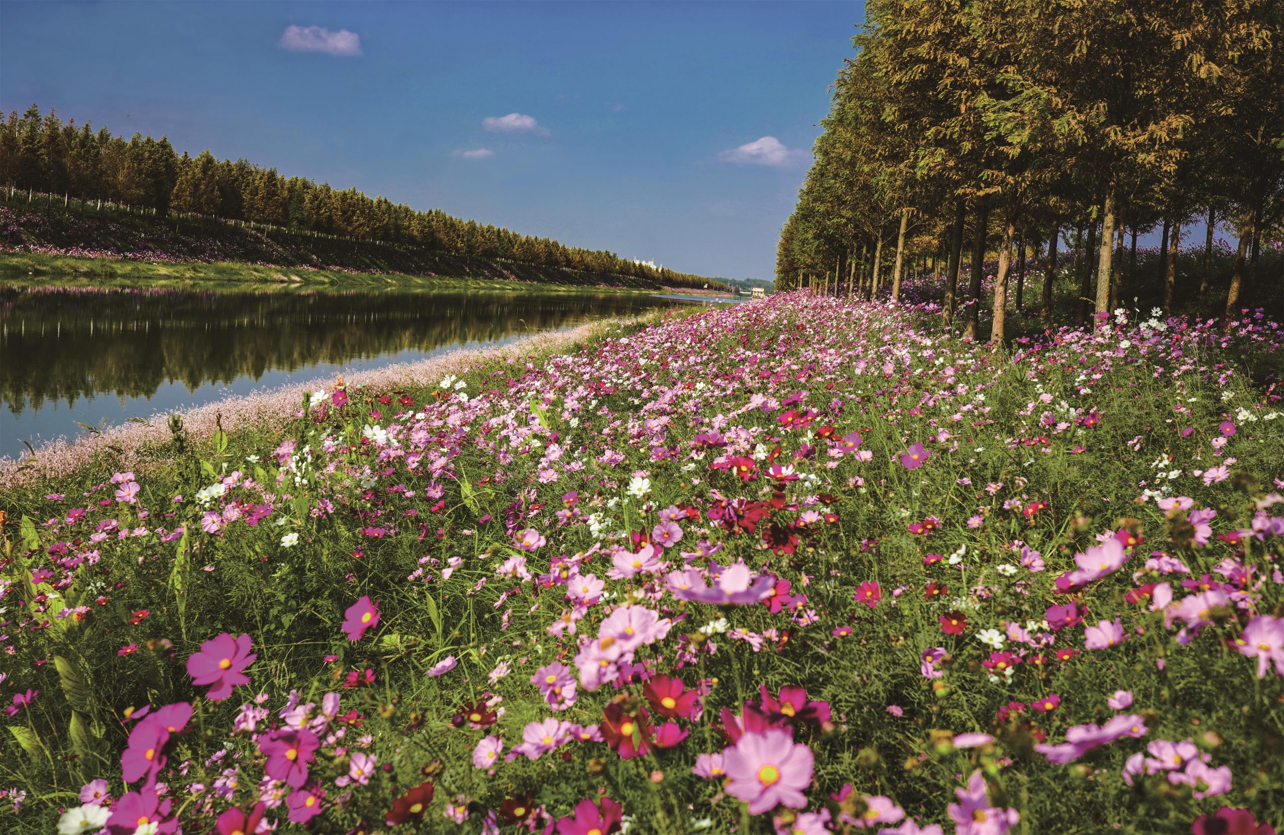 兴隆绿道花海